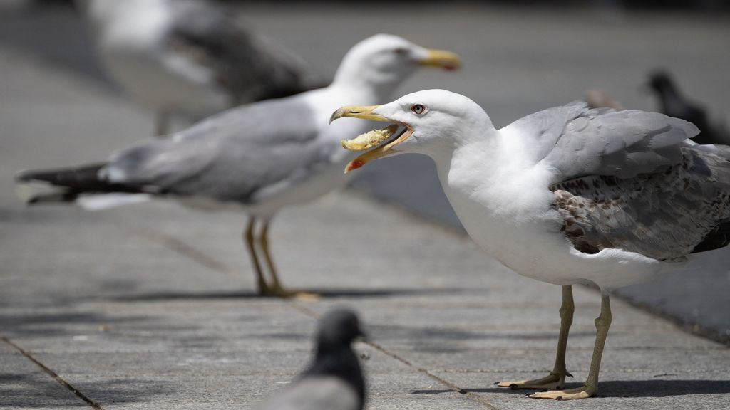 Praat niet maar schreeuw tegen een pikkende meeuw, tippen onderzoekers