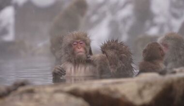 deze brutale apen in Japan