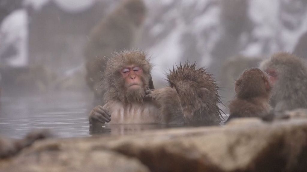 deze brutale apen in Japan