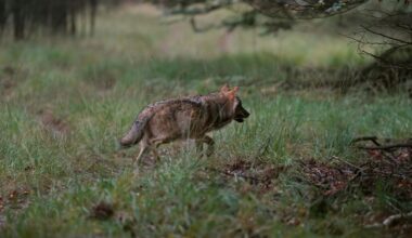 Wolf Hoge Veluwe nog niet afgeschoten, vergunning verloopt over zes weken