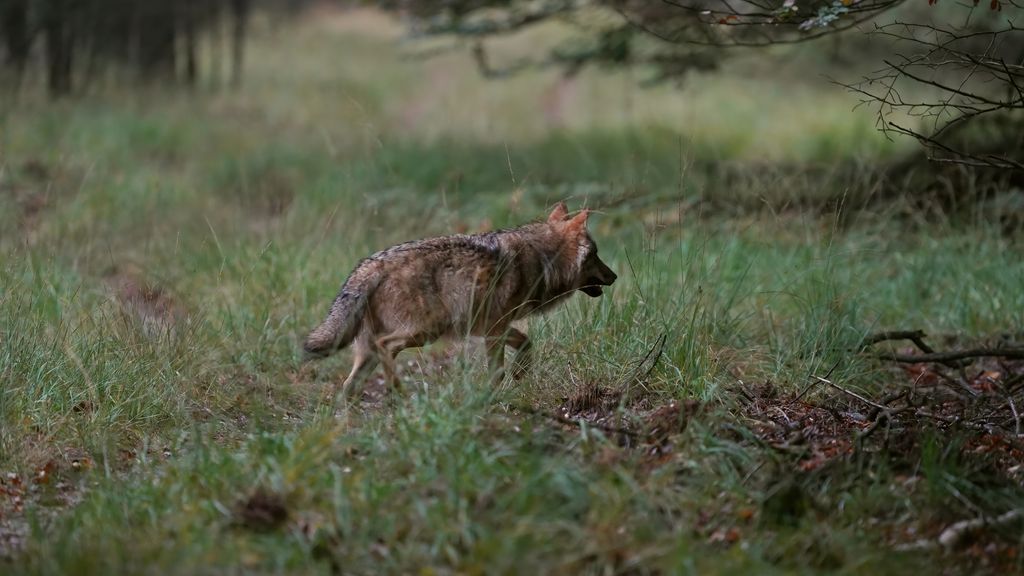 Wolf Hoge Veluwe nog niet afgeschoten, vergunning verloopt over zes weken