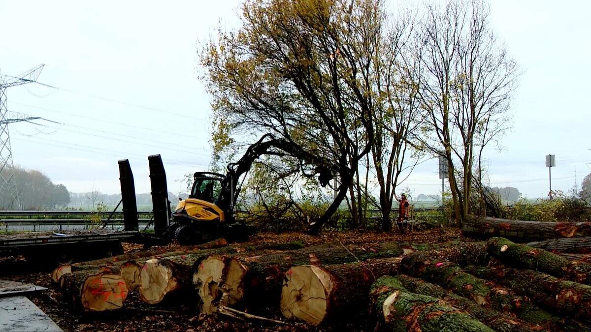LIVE | A2-afsluiting Limburg: Kappen bomen gaat door: actievoerders voelen zich geïntimideerd en ‘iedereen is zo goed gewaarschuwd dat hinder meevalt’