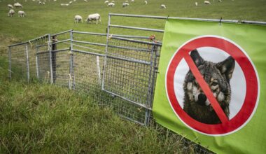 In 40 weken bijna evenveel wolvenaanvallen op vee als in heel 2024