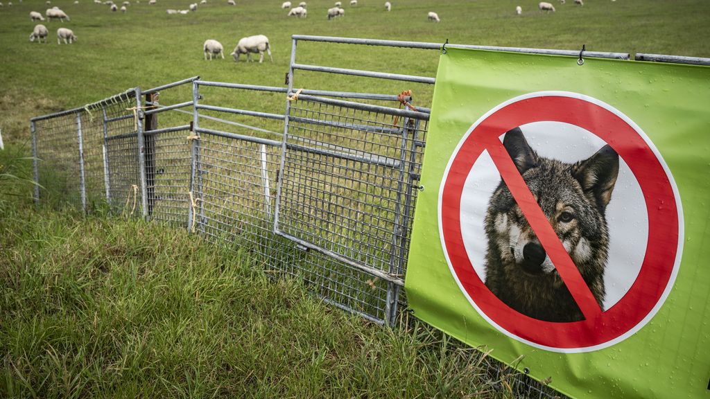 In 40 weken bijna evenveel wolvenaanvallen op vee als in heel 2024