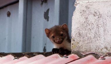 Duitse kerk buiten gebruik vanwege stank door marter