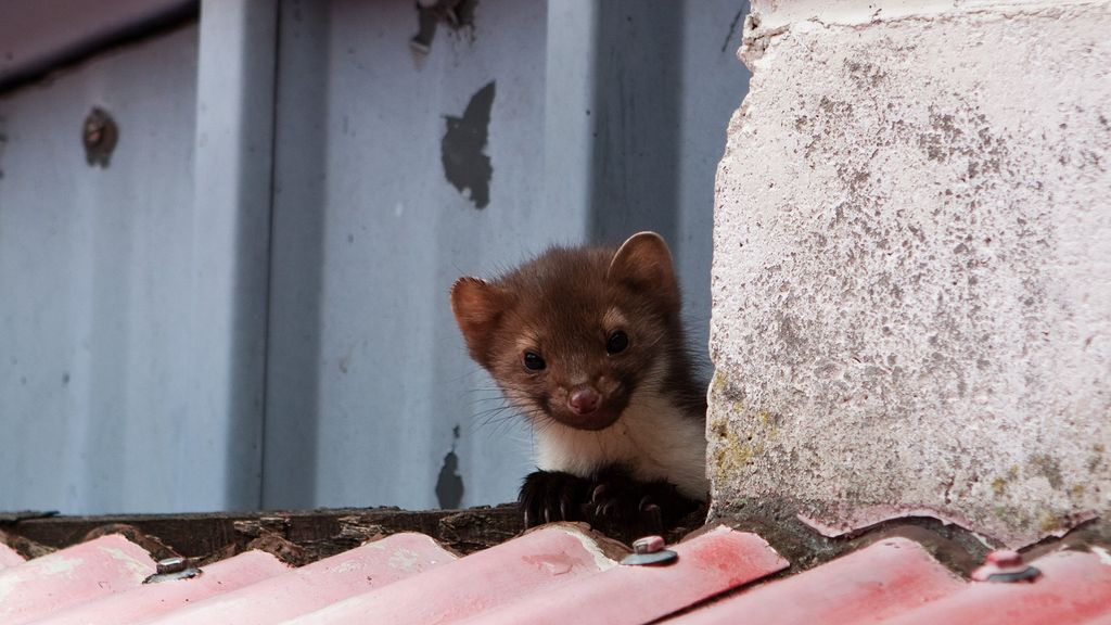 Duitse kerk buiten gebruik vanwege stank door marter