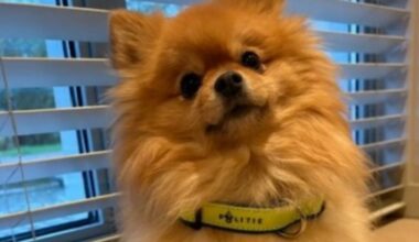 Politie Lelystad waarschuwt voor oplichtingspraktijken bij eigen winactie