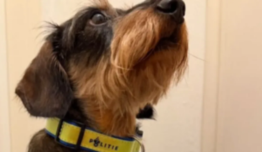 Oplichting bij winactie hondenhalsband... van de politie