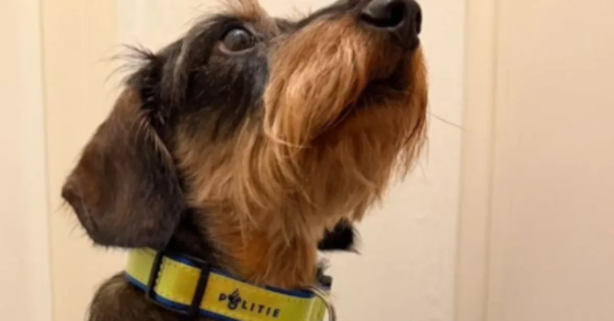 Oplichting bij winactie hondenhalsband... van de politie