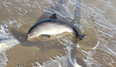 Bruinvis aangespoeld op strand van Texel