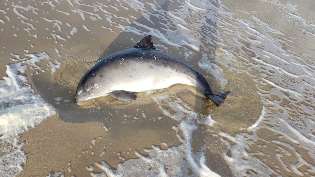 Bruinvis aangespoeld op strand van Texel