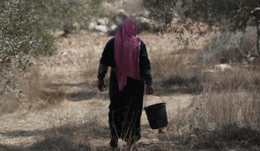 Olijfoogst op Westoever geteisterd door terreur van kolonisten