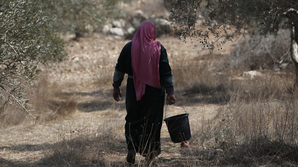 Olijfoogst op Westoever geteisterd door terreur van kolonisten