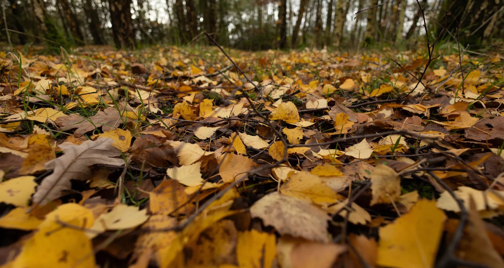 Het beste wat je voor de natuur kunt doen kost helemaal niets - Joop