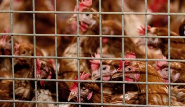 Vogelgriep op bedrijf in Terschuur, midden in Gelderse Vallei