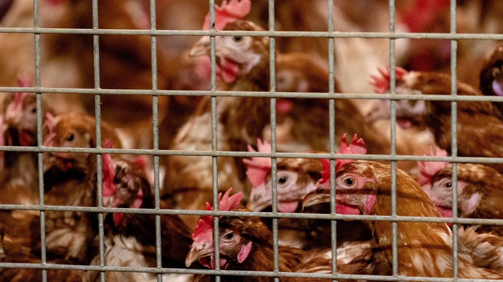 Vogelgriep op bedrijf in Terschuur, midden in Gelderse Vallei