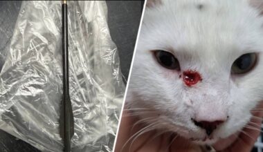 Deze kat werd zaterdag beschoten, met links de kruisboogpijl (foto: Dierenziekenhuis Eindhoven).