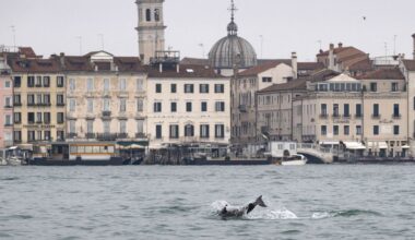 Zorgen over dolfijn die ronddoolt in lagune Venetië