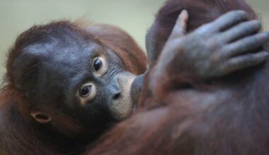 Eerste zoen was 21 miljoen jaar geleden