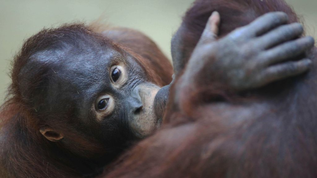 Eerste zoen was 21 miljoen jaar geleden