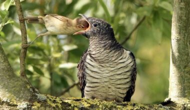 Dit is de winnaar van de National Geographic Fotowedstrijd 2025