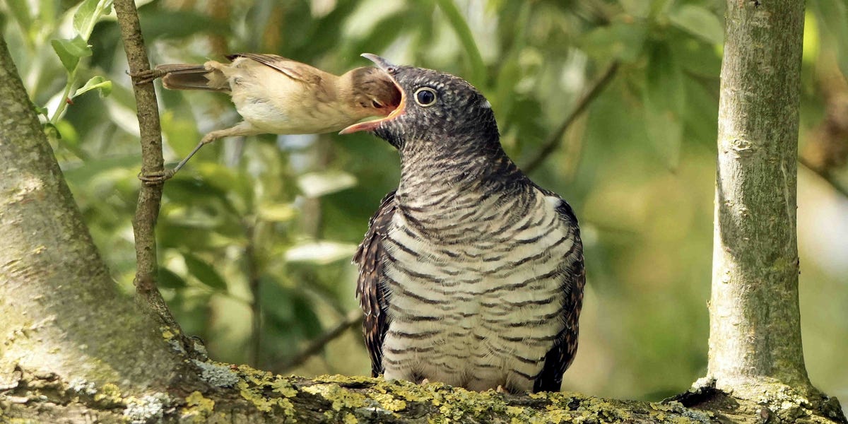 Dit is de winnaar van de National Geographic Fotowedstrijd 2025