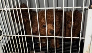 Politie neemt 23 verwaarloosde toypoedels in beslag bij Amsterdamse woning