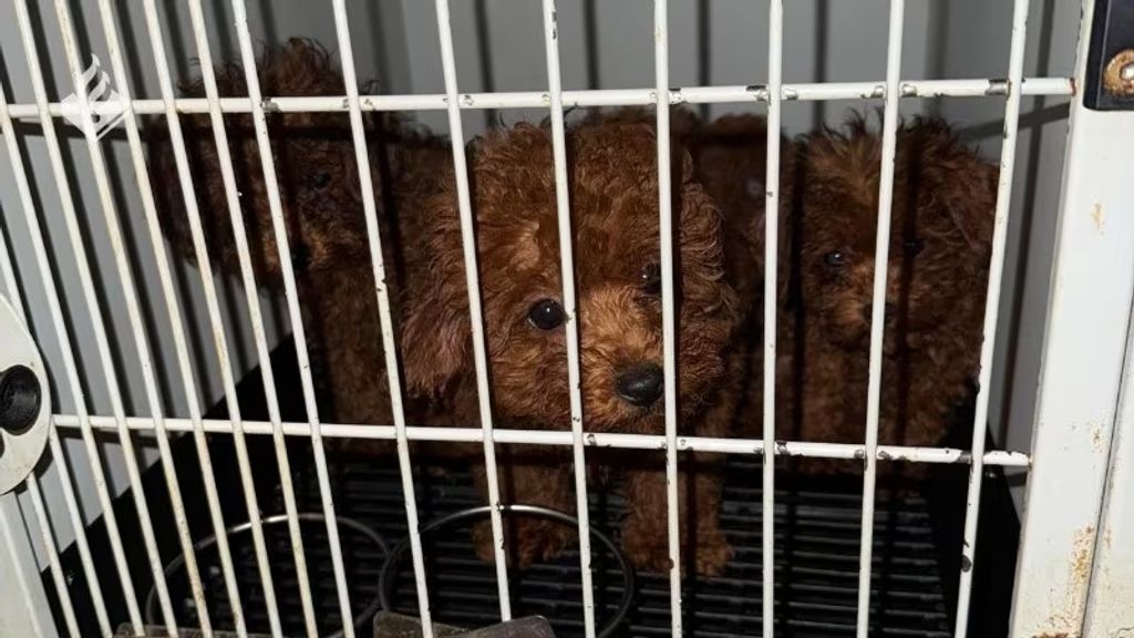 Politie neemt 23 verwaarloosde toypoedels in beslag bij Amsterdamse woning