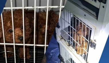 23 verwaarloosde hondjes aangetroffen in zwaar vervuilde woning Amsterdam