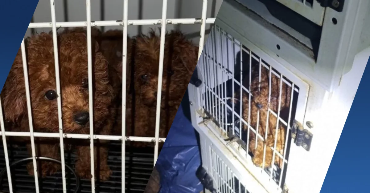 23 verwaarloosde hondjes aangetroffen in zwaar vervuilde woning Amsterdam