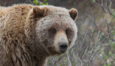 Grizzlybeer valt groep scholieren aan in Canada, drie leerlingen en leraar zwaargewond