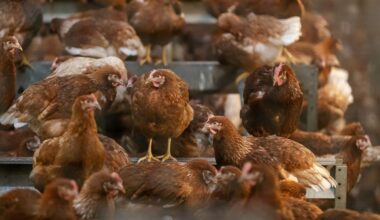 Vogelgriep op biologisch bedrijf Streefkerk, 16.000 kippen worden afgemaakt