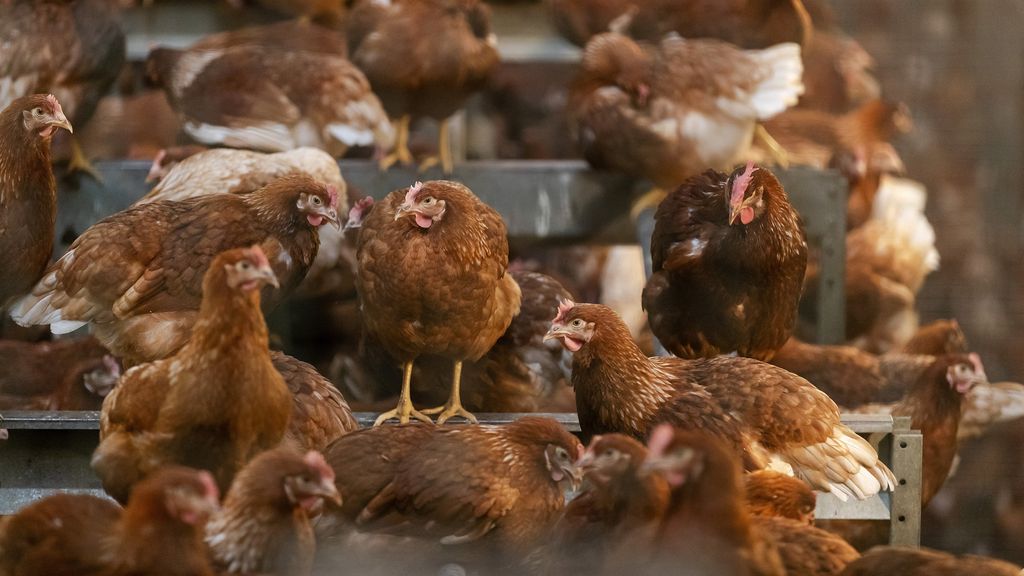 Vogelgriep op biologisch bedrijf Streefkerk, 16.000 kippen worden afgemaakt