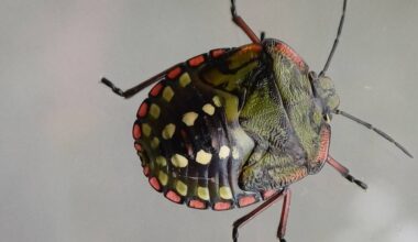 Een zuidelijke groene schildwants (foto: Nicole van Amstel).