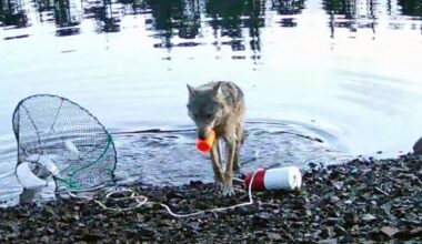 hongerige wolf gebruikt net om eten te stelen