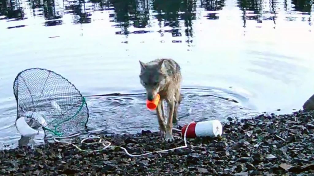 hongerige wolf gebruikt net om eten te stelen