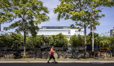 'Bomen leveren ook aanzienlijk financieel voordeel op', zegt instituut voor belang van bomen