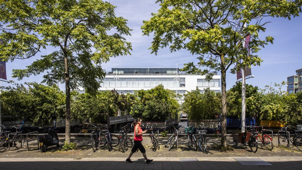'Bomen leveren ook aanzienlijk financieel voordeel op', zegt instituut voor belang van bomen