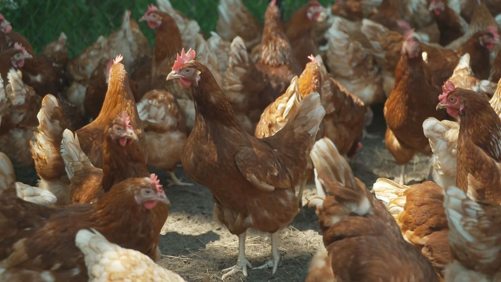 Opnieuw vogelgriep vastgesteld in Terschuur, burgemeester houdt hart vast