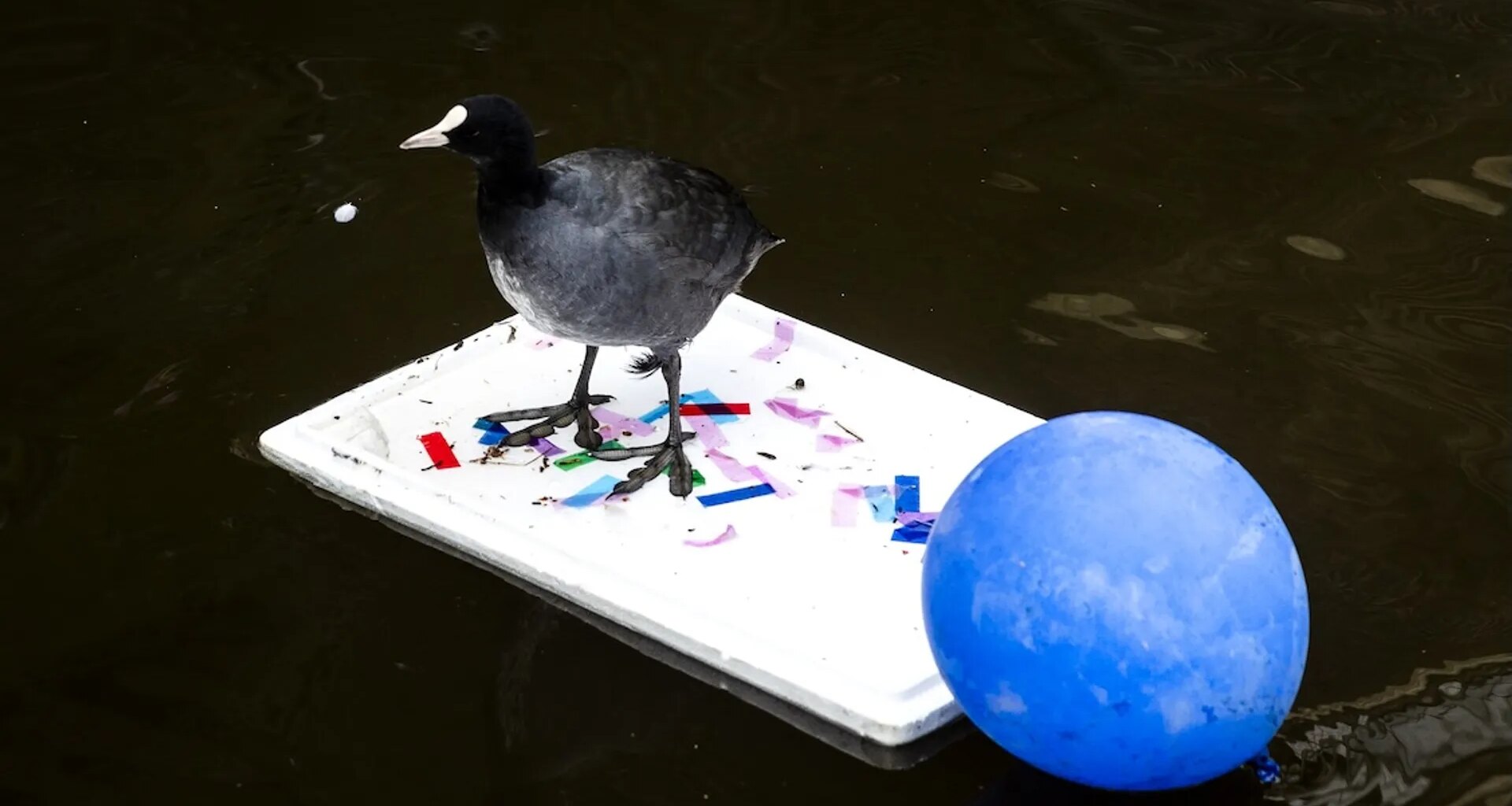 Oplettende activist in Leiden voorkomt milieuramp, met hulp van vrijwilligers - Joop