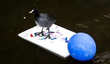 Oplettende activist in Leiden voorkomt milieuramp, met hulp van vrijwilligers - Joop