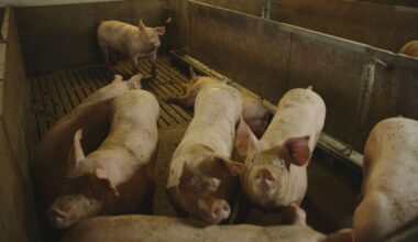 Kritiek Raad van State op koerswijziging landbouwminister Wiersma