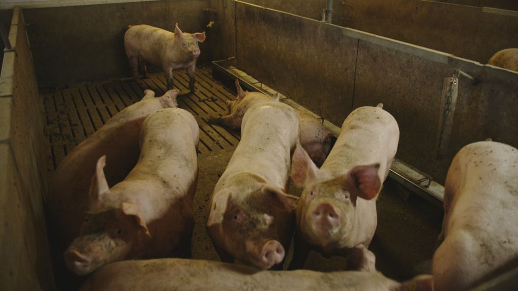 Kritiek Raad van State op koerswijziging landbouwminister Wiersma