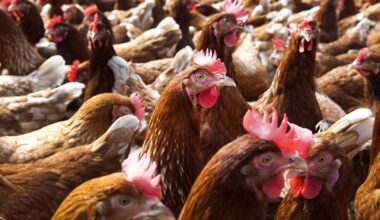 Drie bedrijven in Limburg en Overijssel getroffen door vogelgriep