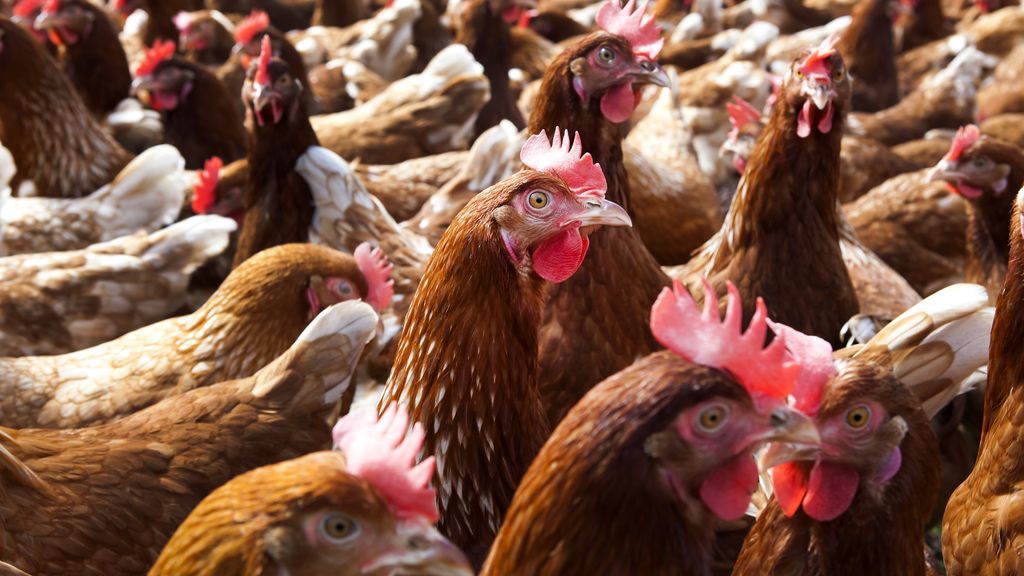 Drie bedrijven in Limburg en Overijssel getroffen door vogelgriep
