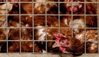 Nog meer vogelgriep ondanks ophokplicht, hoe kan dat?