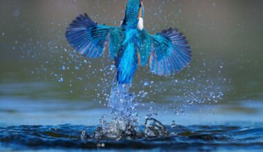 IJsvogels spotten in Nederland - NRC