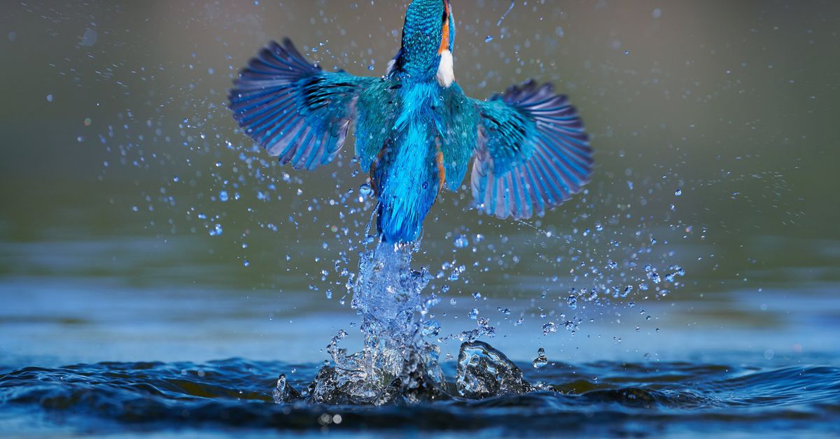 IJsvogels spotten in Nederland - NRC