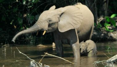 Poeponderzoek toont aan: meer bosolifanten dan gedacht