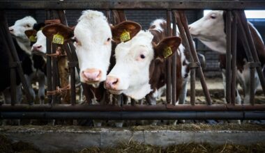 Provincie Utrecht wil in 2027 van het stikstofslot met nieuw plan